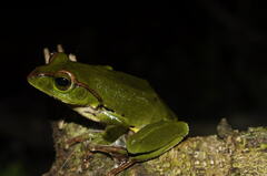 Zhangixalus burmanus