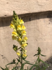 Linaria vulgaris