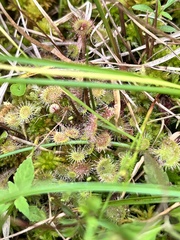 Drosera rotundifolia