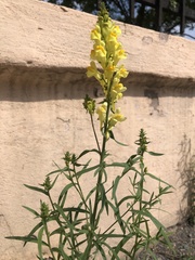 Linaria vulgaris