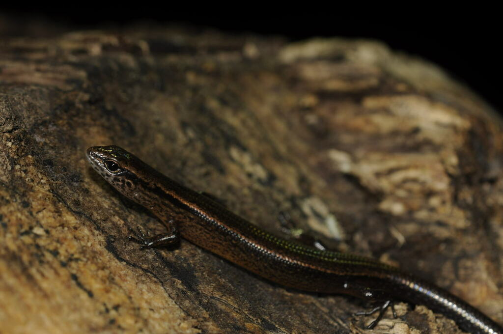 Apatani East-Himalayan Skink