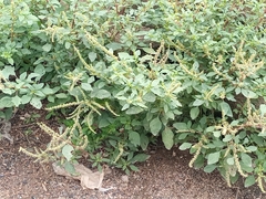 Amaranthus blitum image