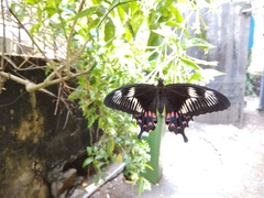 Papilio polytes romulus