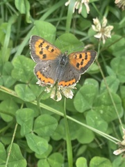 Lycaena phlaeas