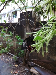 Papilio polytes romulus