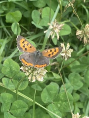 Lycaena phlaeas