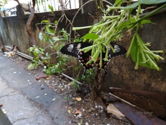 Papilio polytes romulus