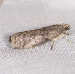 Acrobasis betulella