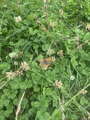 Lycaena phlaeas