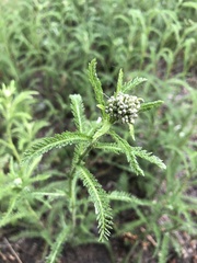 Achillea millefolium