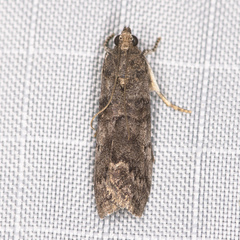 Acrobasis betulella