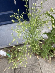 Erigeron canadensis