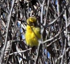 Serinus canaria canaria