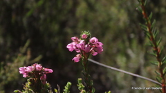 Erica cubica
