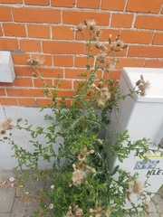 Cirsium arvense
