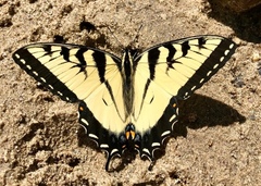Papilio glaucus