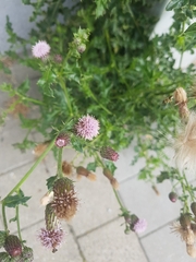 Cirsium arvense