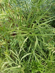 Magnoliopsida
