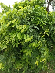 Magnoliopsida