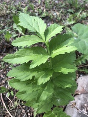 Pimpinella saxifraga