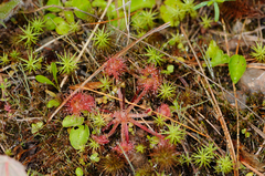 Drosera rotundifolia