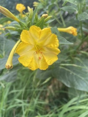 Mirabilis jalapa