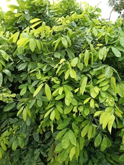 Magnoliopsida