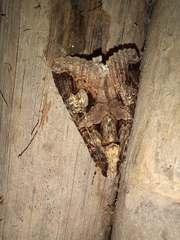 Melipotis famelica