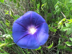 Ipomoea laeta