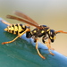 European Paper Wasp - Photo (c) IronChris, some rights reserved (CC BY-SA)
