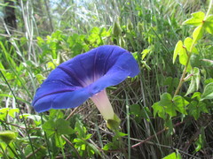 Ipomoea laeta