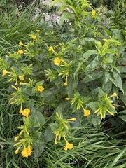 Mirabilis jalapa