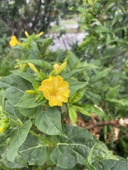 Mirabilis jalapa