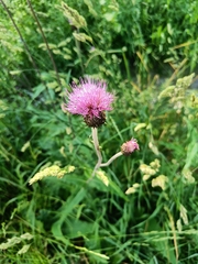 Cirsium heterophyllum