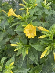 Mirabilis jalapa