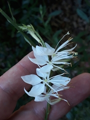 Oenothera lindheimeri