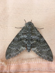 Manduca muscosa