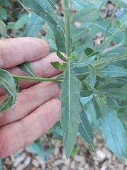 Oenothera lindheimeri