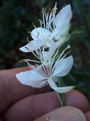 Oenothera lindheimeri
