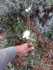 Oenothera lindheimeri