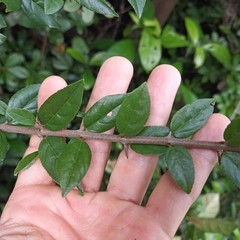 Sageretia