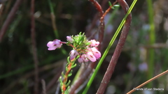 Erica cubica