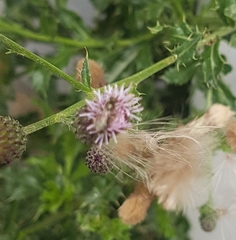 Anthophila