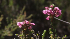 Erica cubica