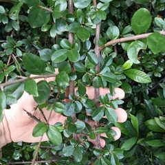 Sageretia