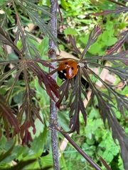 Coccinella septempunctata