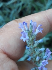 Lavandula angustifolia