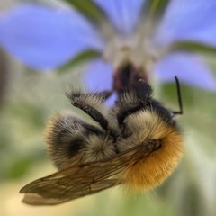 Bombus pascuorum