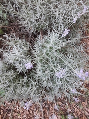 Lavandula angustifolia
