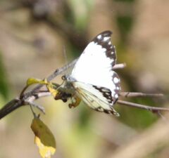 Belenois creona severina